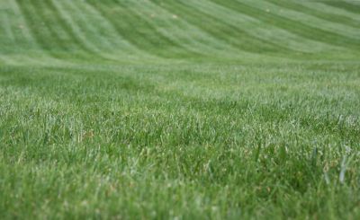Spring Lawn Maintenance