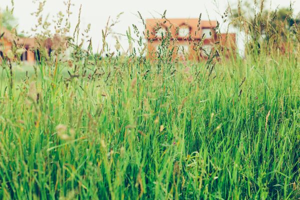 Tall Grass Cutting in Ashburn
