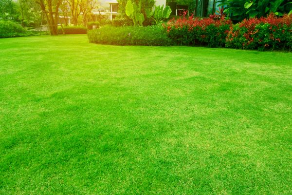 Grass Maintenance in Ashburn