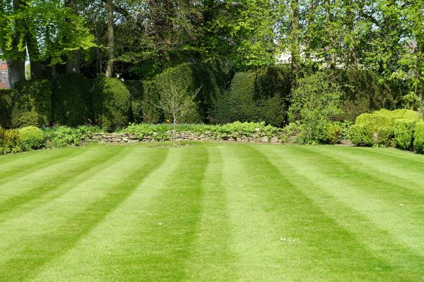 Grass Care Service in Ashburn