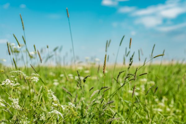 Cost of High Grass Trimming in Ashburn