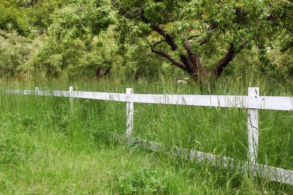 Fence Line Trimming in Ashburn